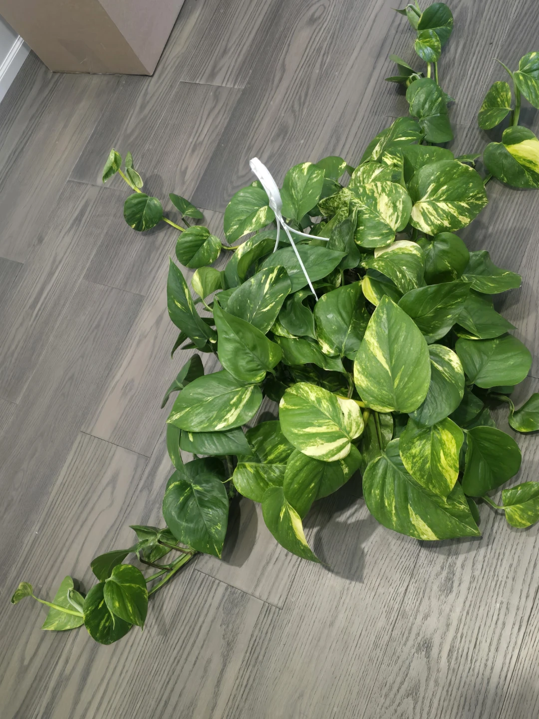 Golden Pothos 8"hanging baskets - photo 5