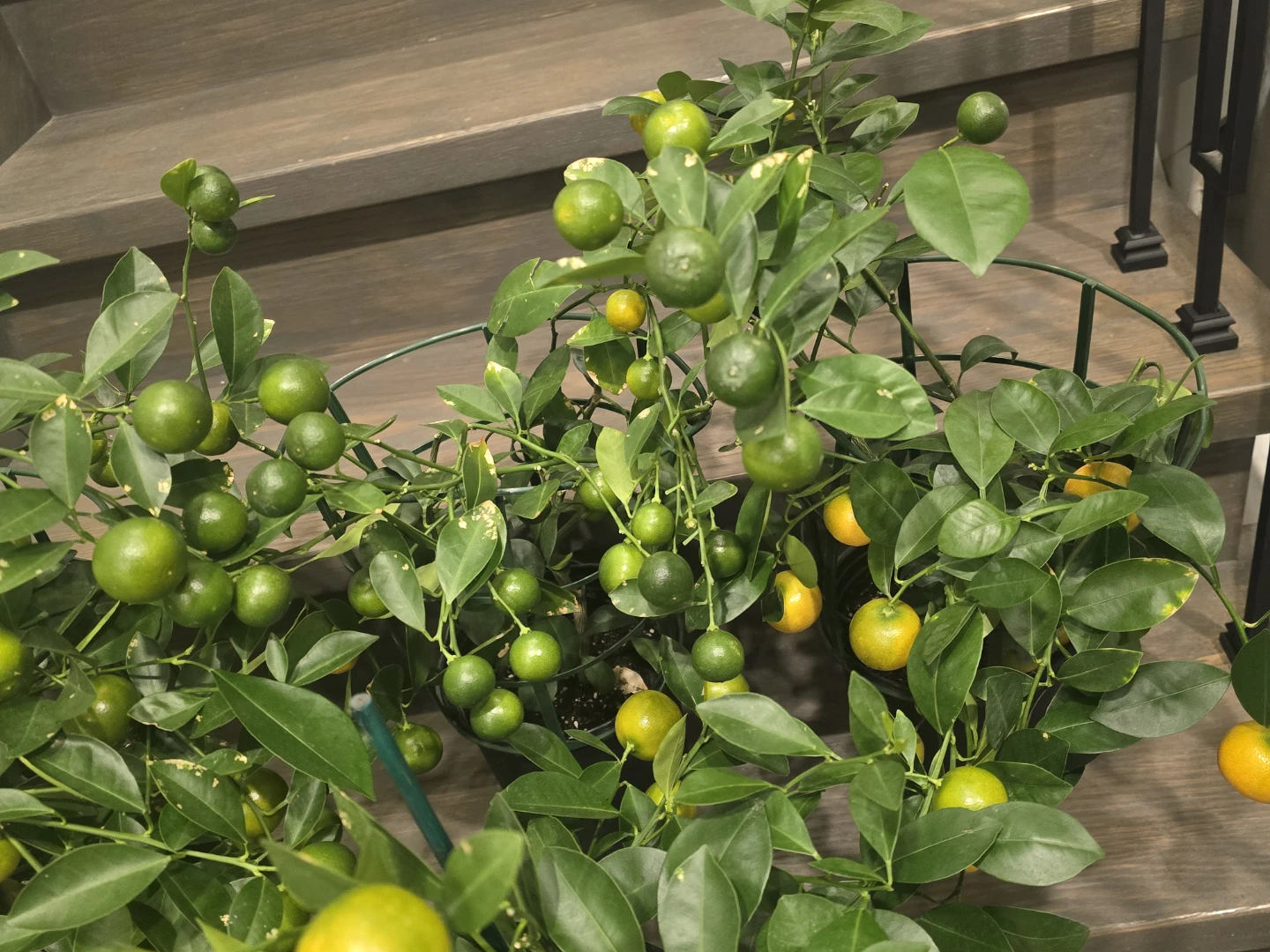 Calamondin orange one gallon pot