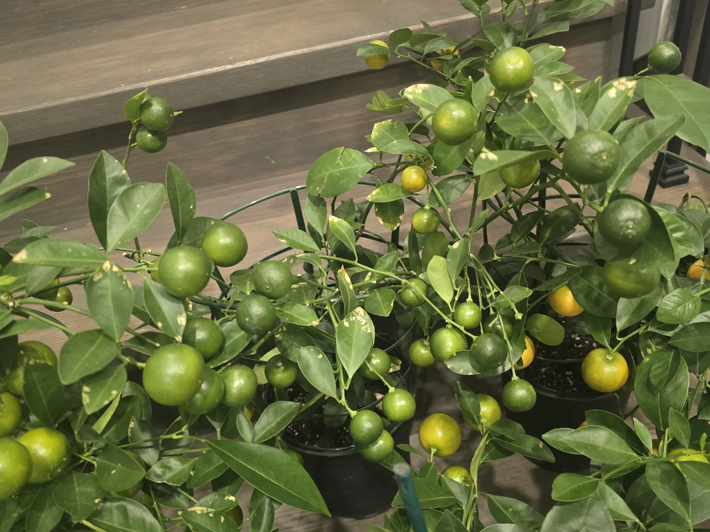 Calamondin orange one gallon pot - photo 2