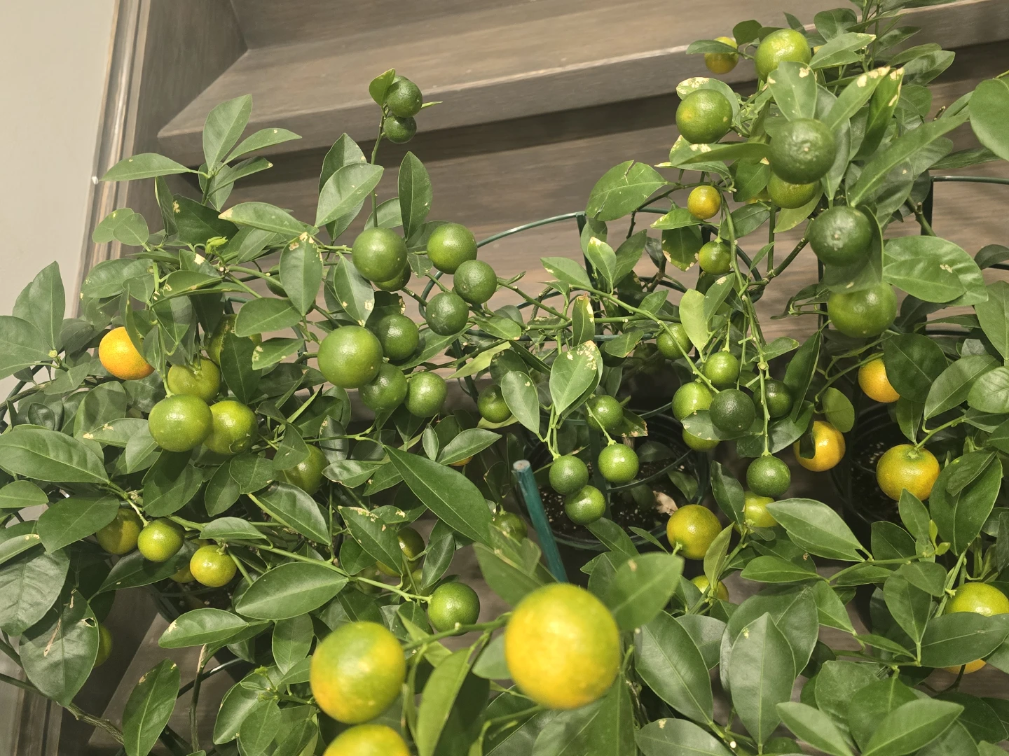 Calamondin orange one gallon pot - photo 3