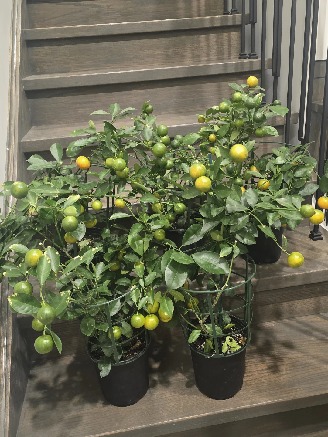 Calamondin orange one gallon pot - photo 5