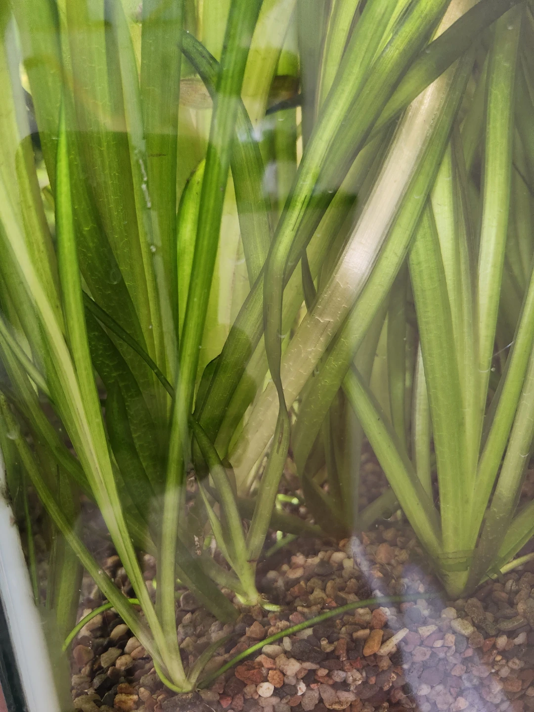 Live Aquarium Plants - photo 3