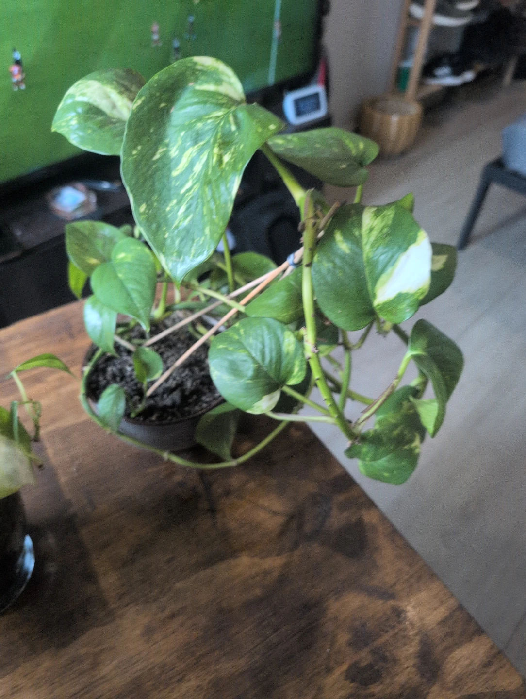 Two Potted Pothos Plants🥕 - photo 2