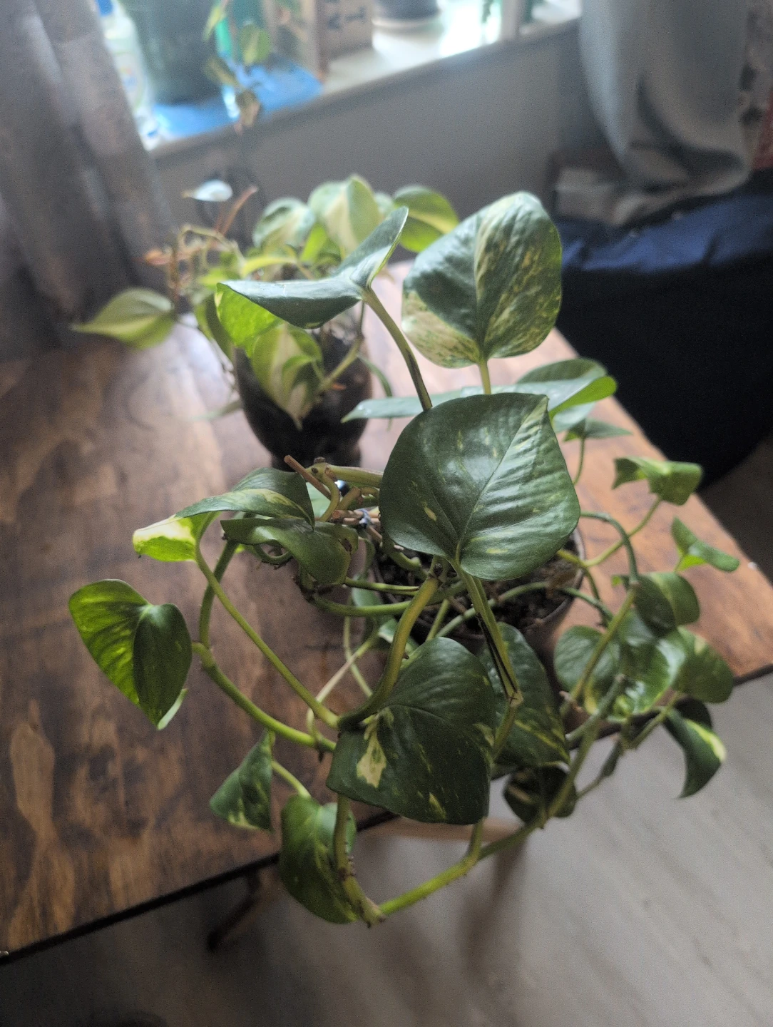Two Potted Pothos Plants🥕 - photo 3