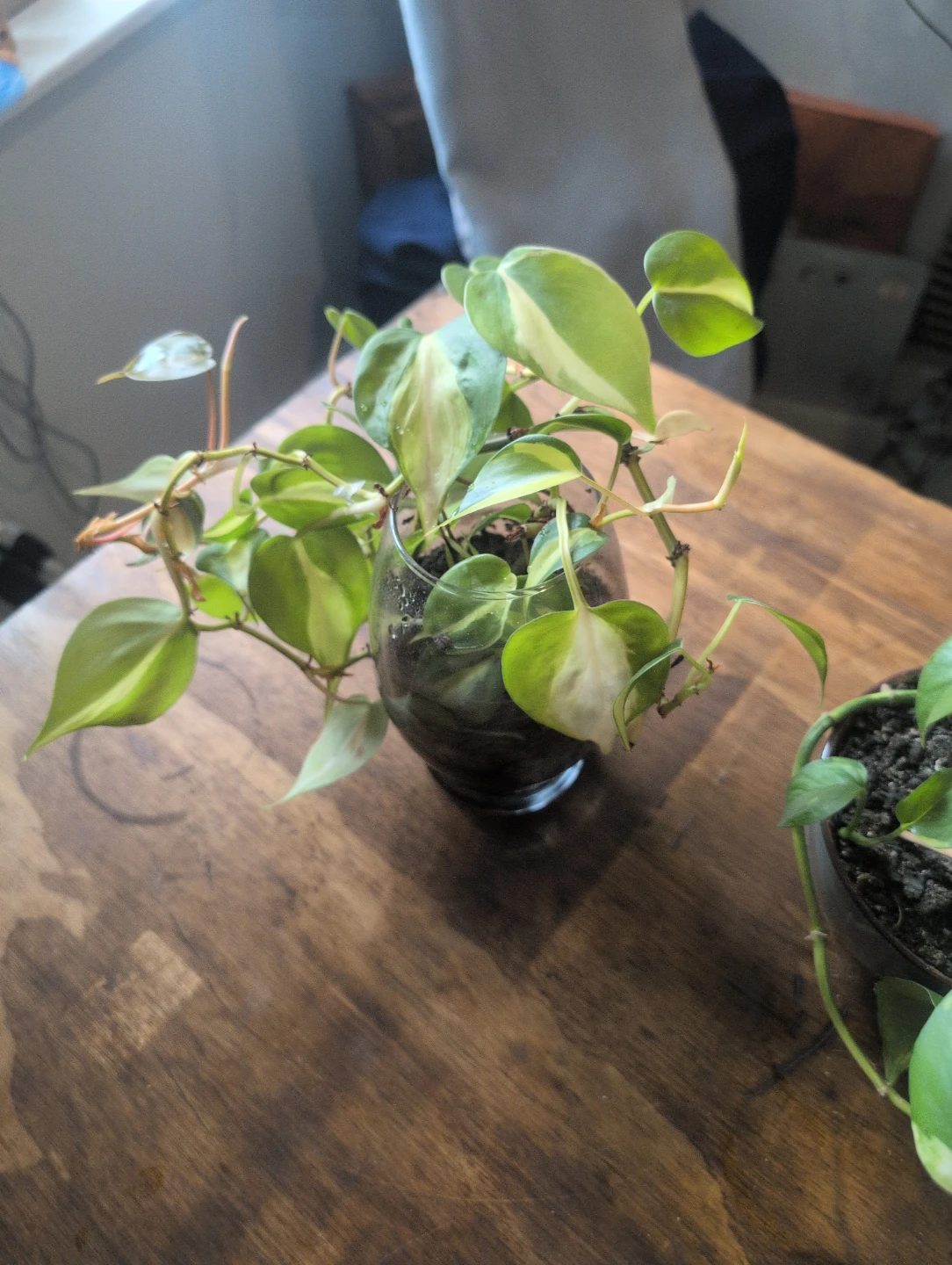 Two Potted Pothos Plants🥕 - photo 4