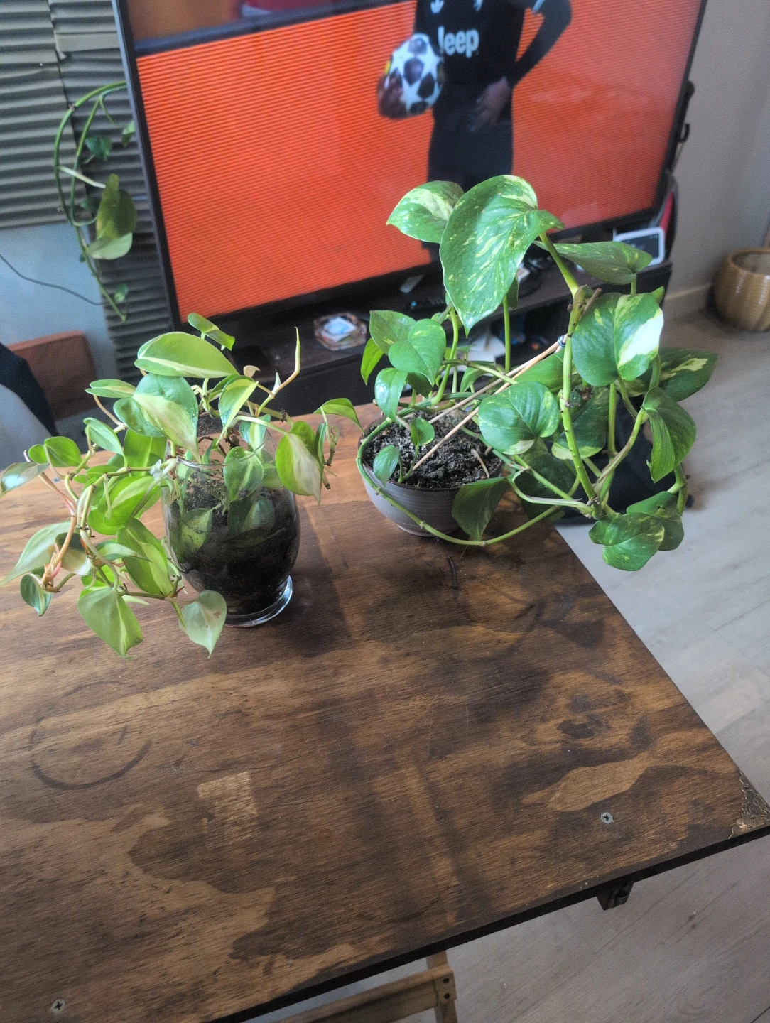 Two Potted Pothos Plants🥕 - photo 5