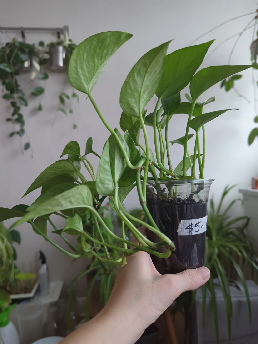 Assorted plants - photo 4