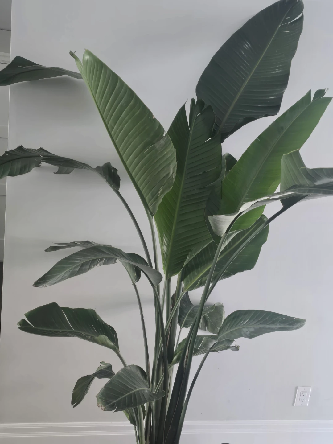 Bird of Paradise Plant