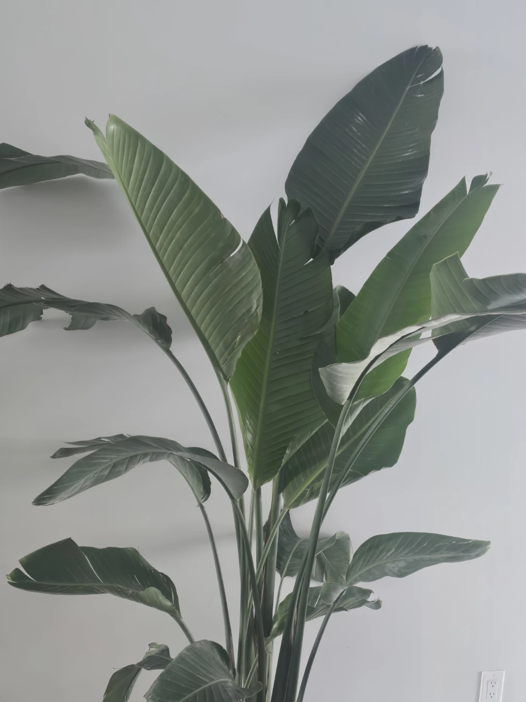 Bird of Paradise Plant - photo 2