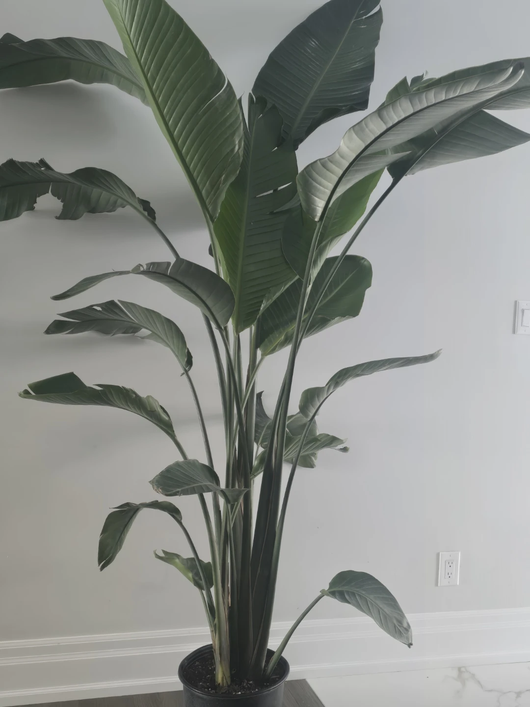 Bird of Paradise Plant - photo 5