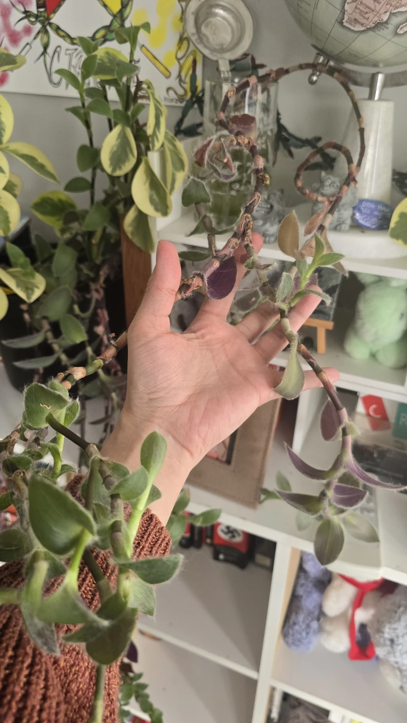 🥕 Tradescantia Zebrina Plant Cuttings - photo 2