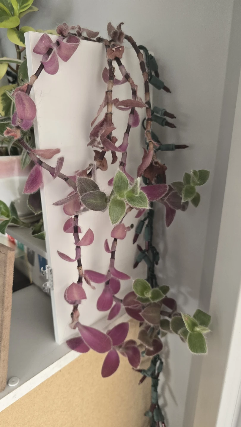 🥕 Tradescantia Zebrina Plant Cuttings - photo 5