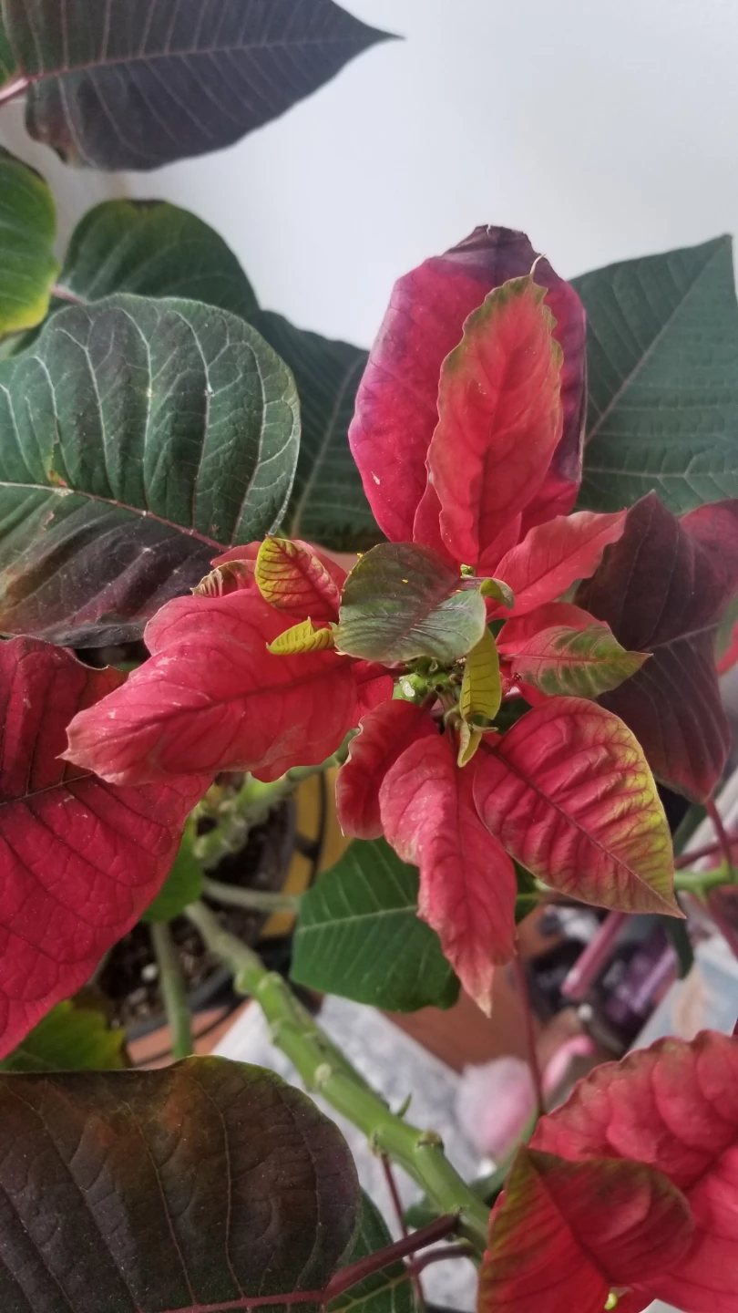PC  Poinsettia Plant 9"( need to go asap) - photo 4
