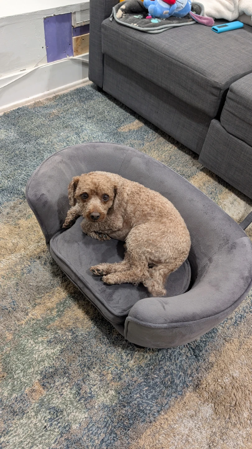 Gray Velvet Pet Couch - photo 3