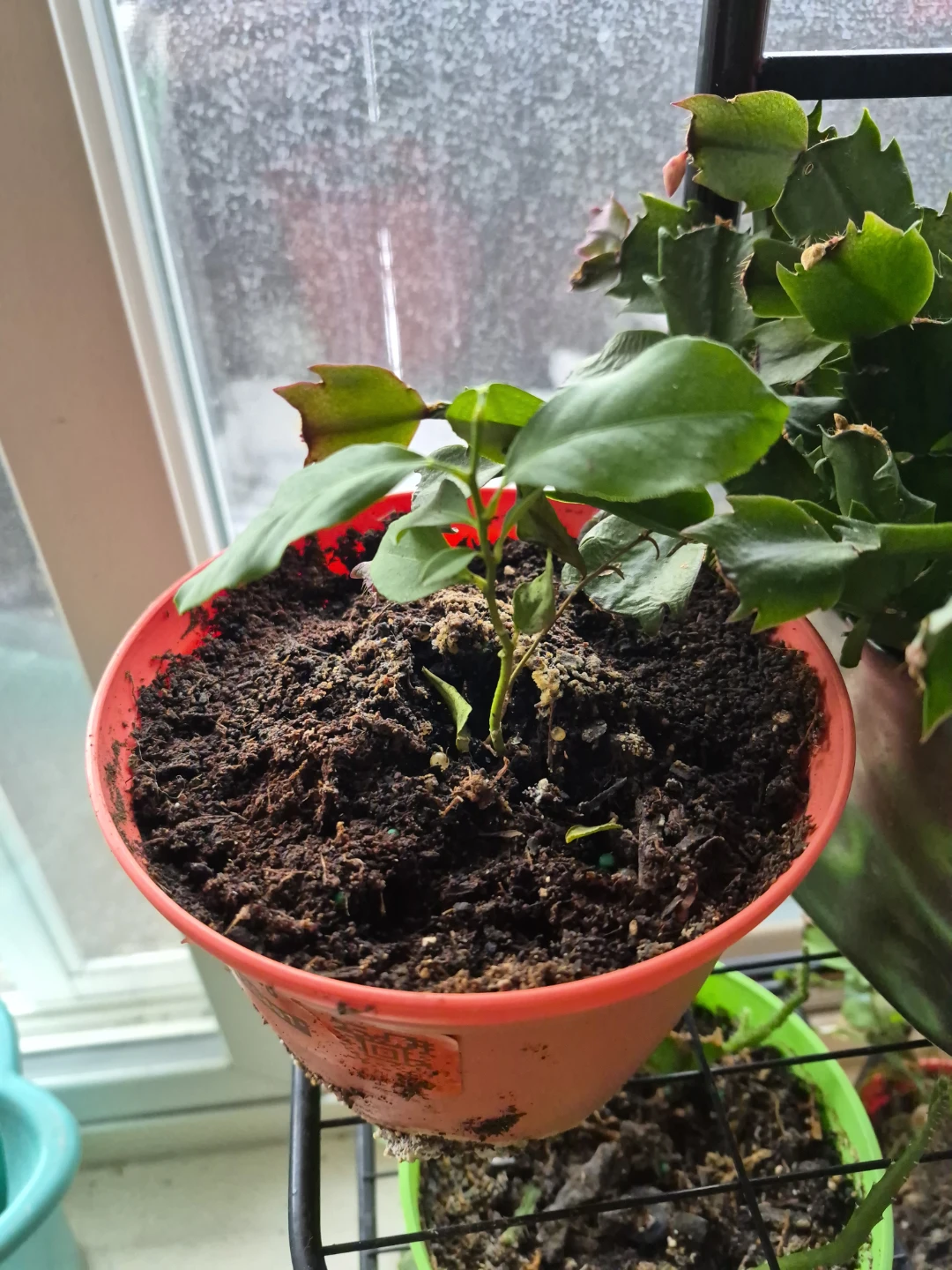 Assorted Potted Plants - photo 3