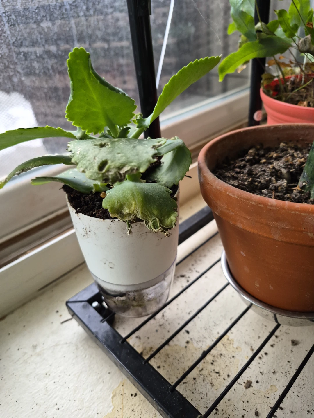 Assorted Potted Plants - photo 4