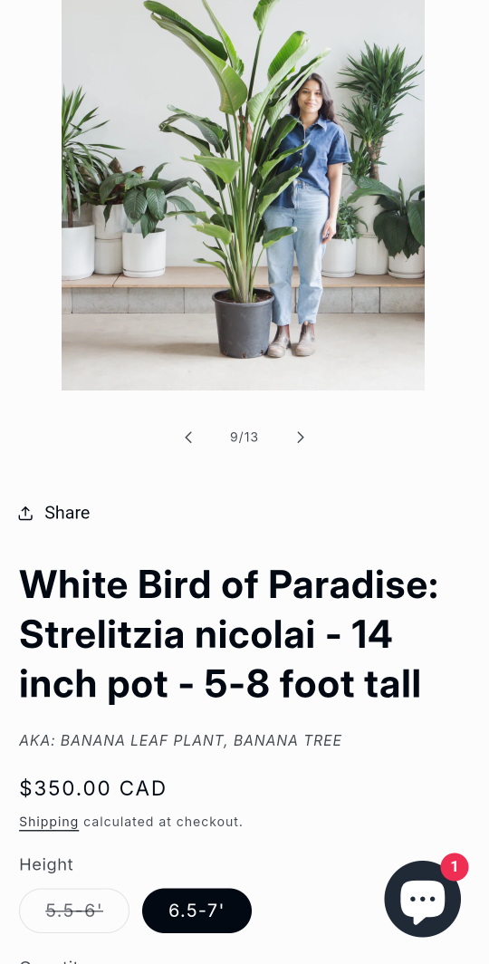 REAL 8ft tall Bird of Paradise (Banana leaf) plant - photo 2