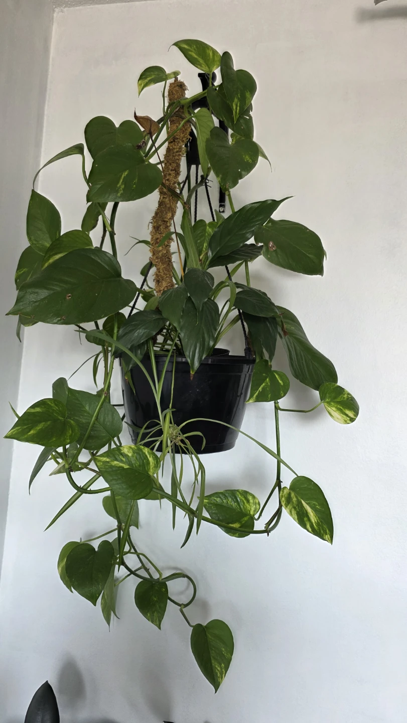 Hanging Pothos Plant