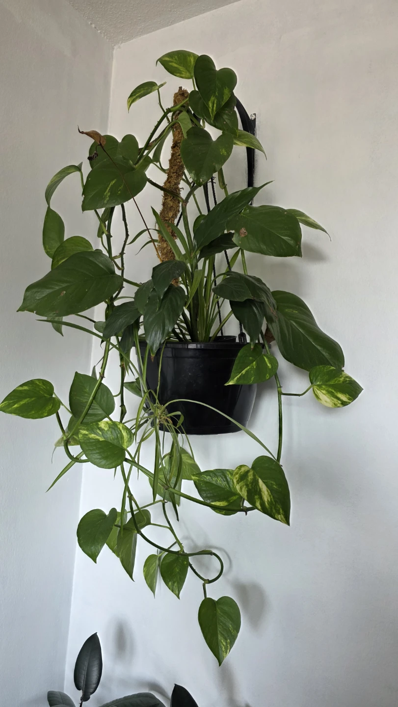 Hanging Pothos Plant - photo 2