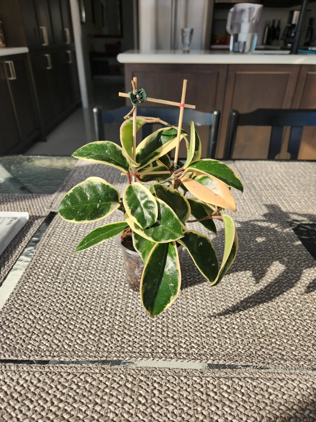 Hoya Krimson Queen on trellis - photo 2