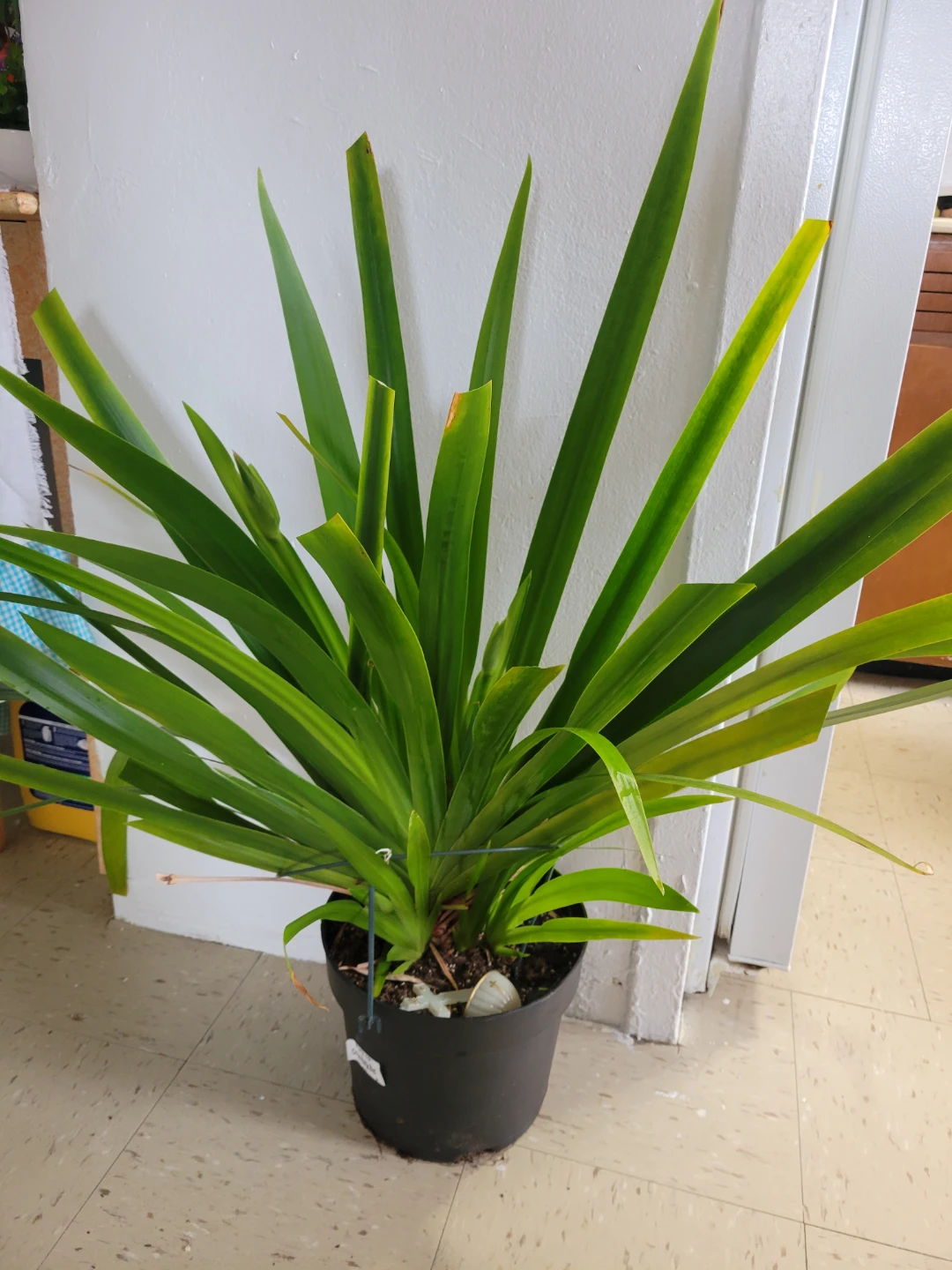 Potted Green Plant