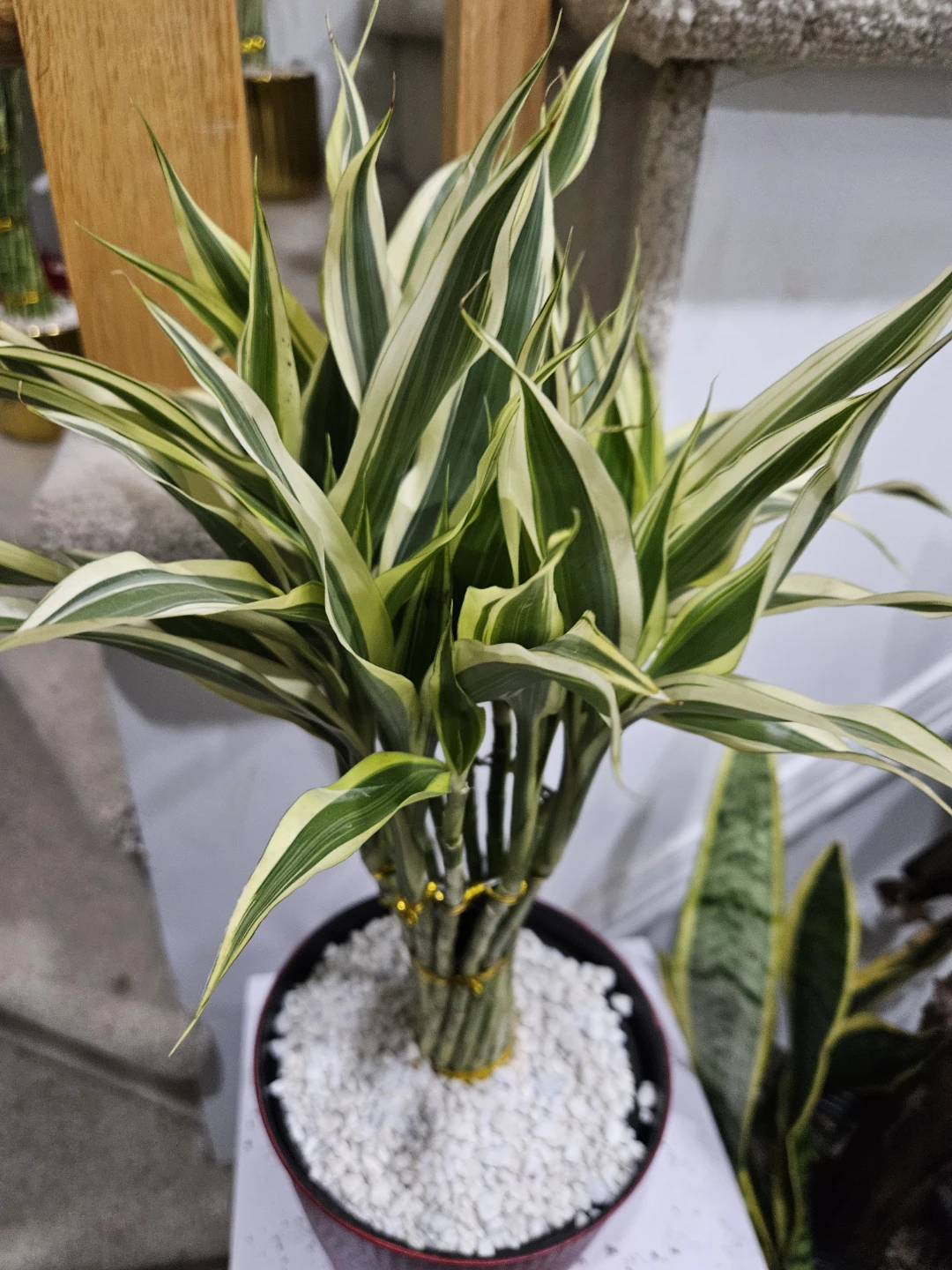 Lucky Bamboo Plant - photo 2