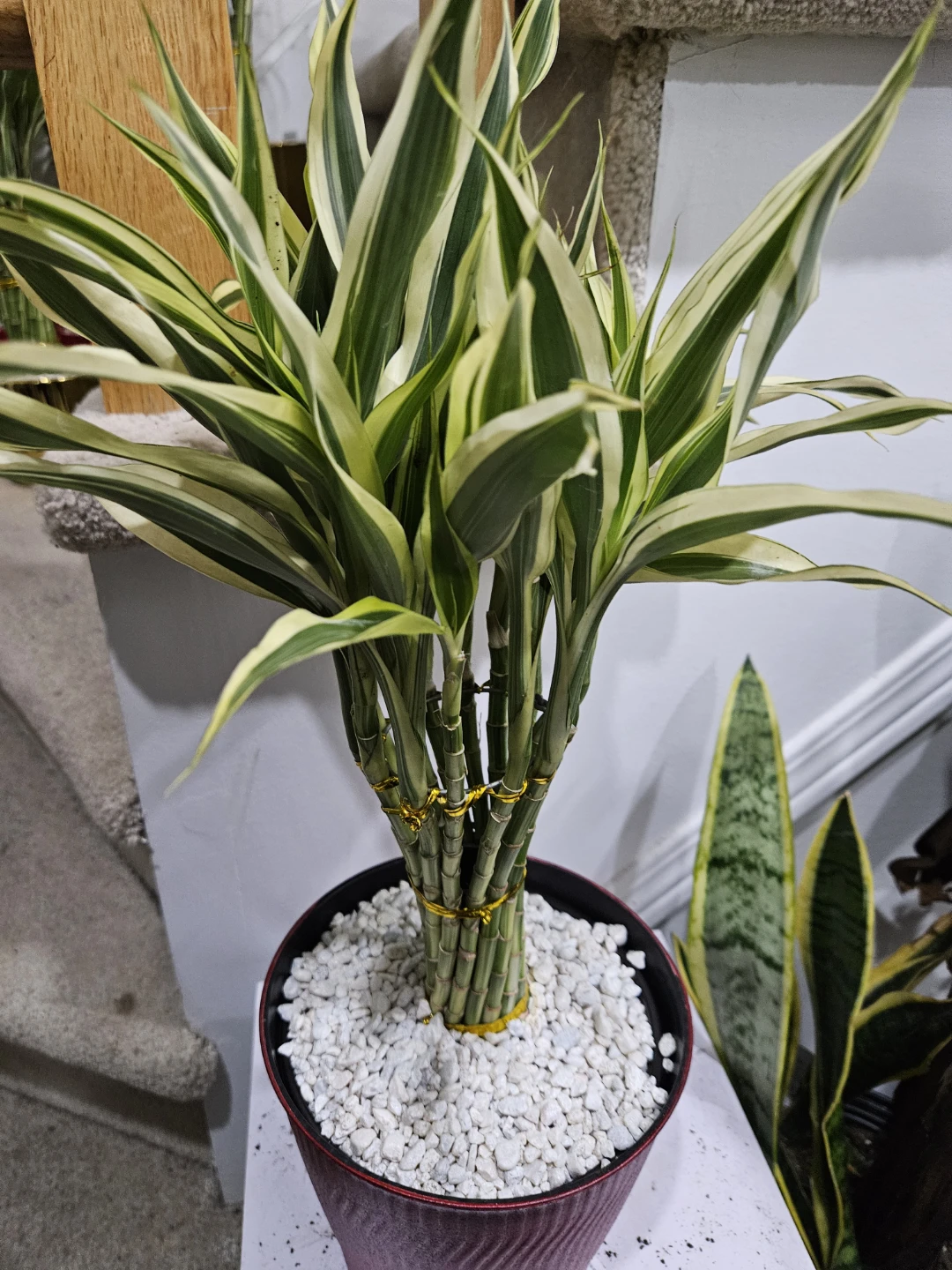 Lucky Bamboo Plant - photo 3