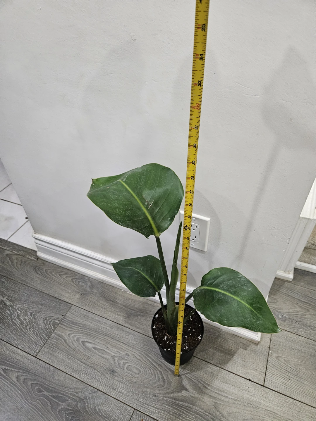 Bird of Paradise Plant in 6"pot 🥕