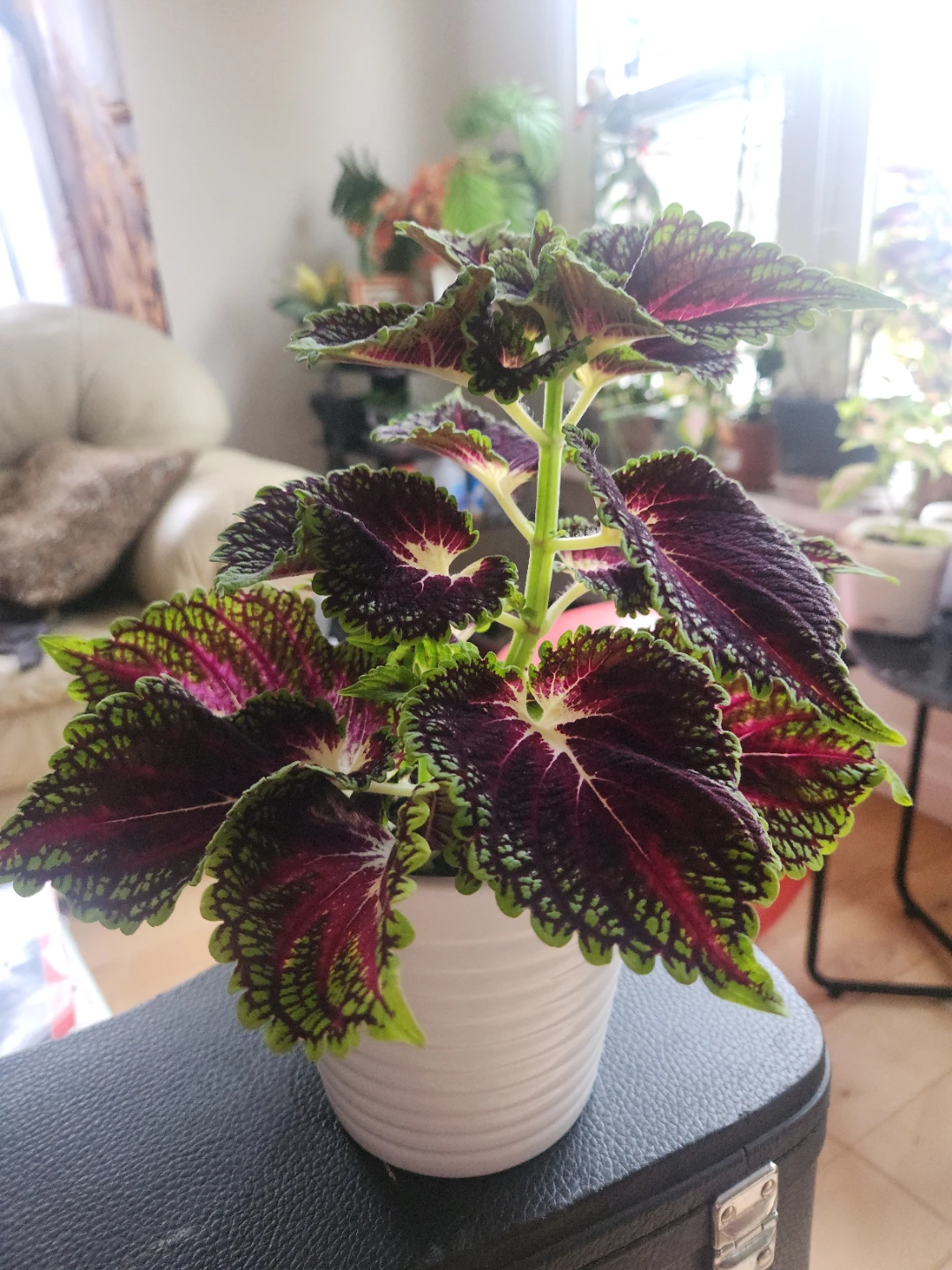 Assorted Potted Plants