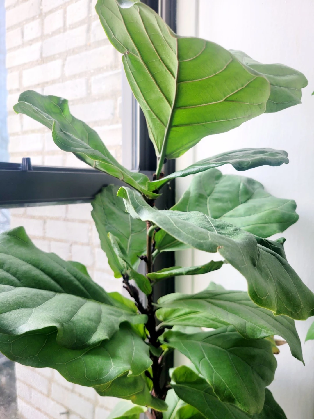 Fiddle-leaf fig plant  Ficus lyrata