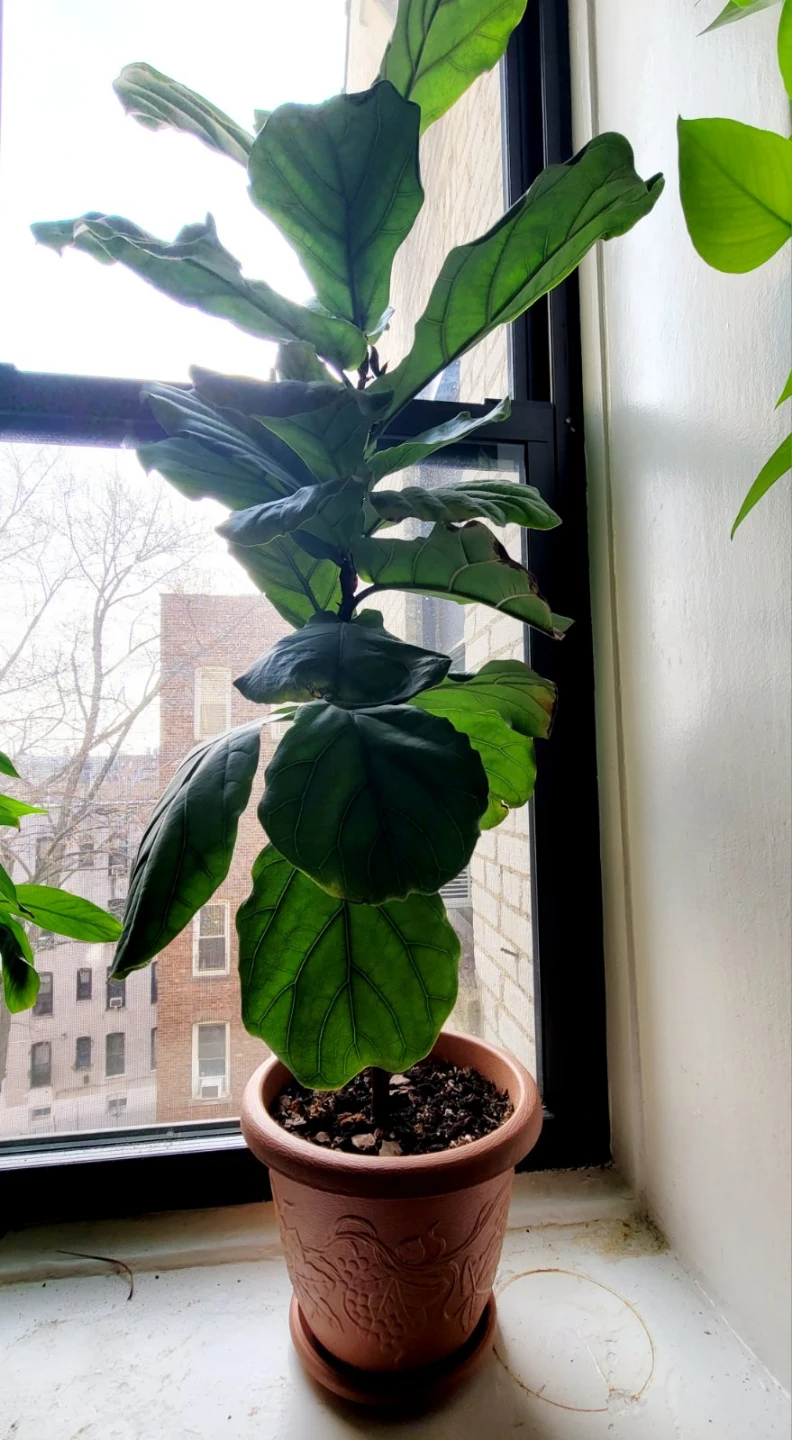 Fiddle-leaf fig plant  Ficus lyrata - photo 2