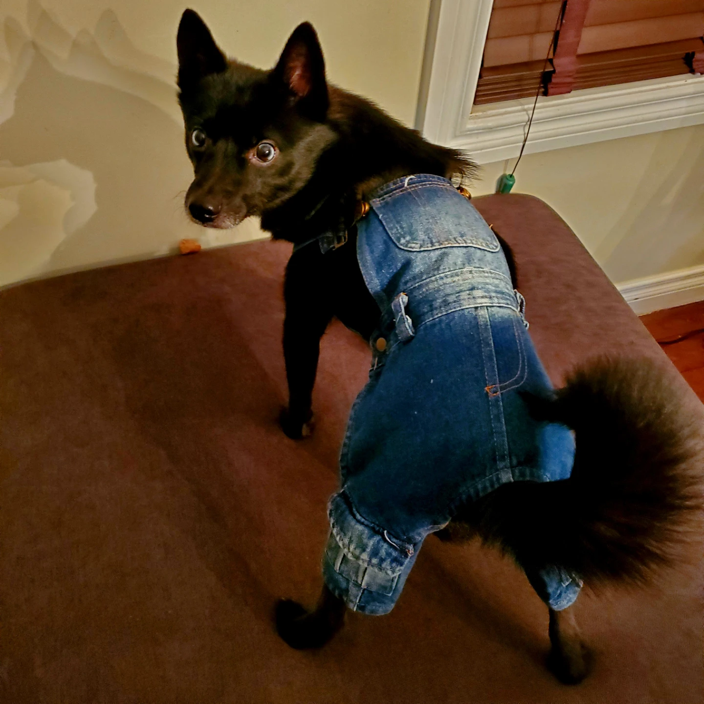 Blue Cargo Jean Denim Dog Overalls Size Medium NEW