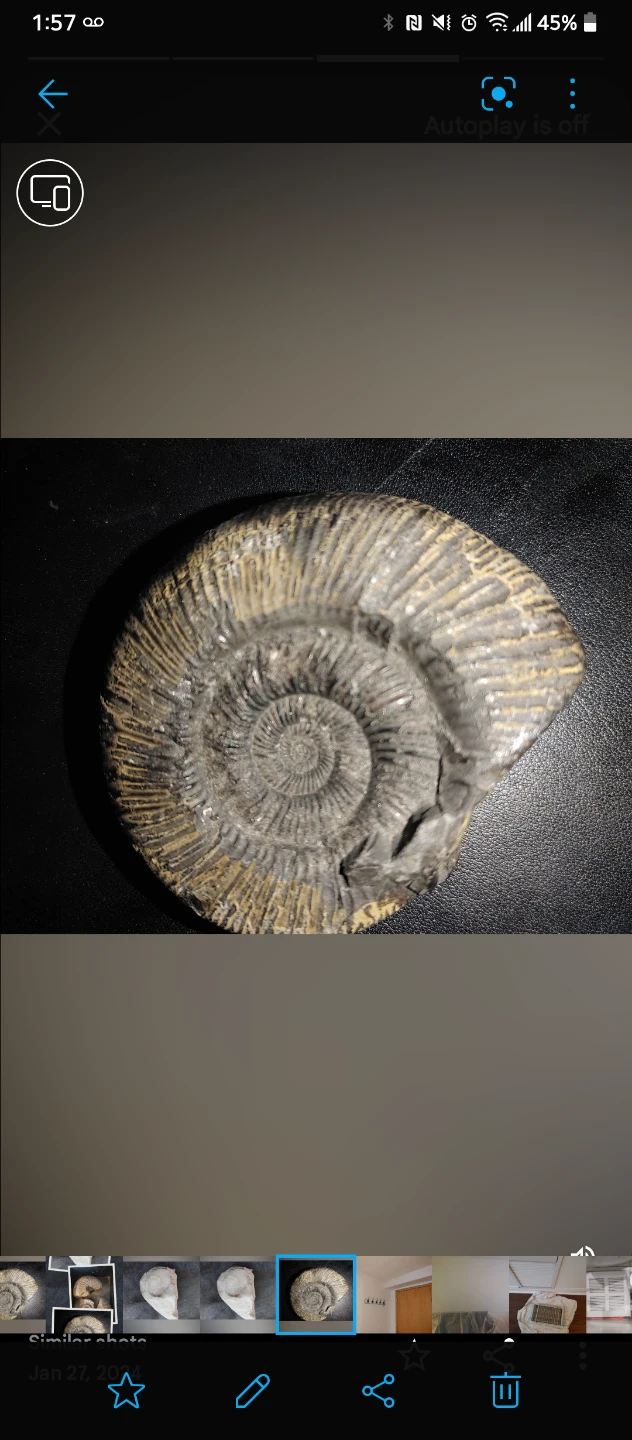Ammonite Fossils - photo 3