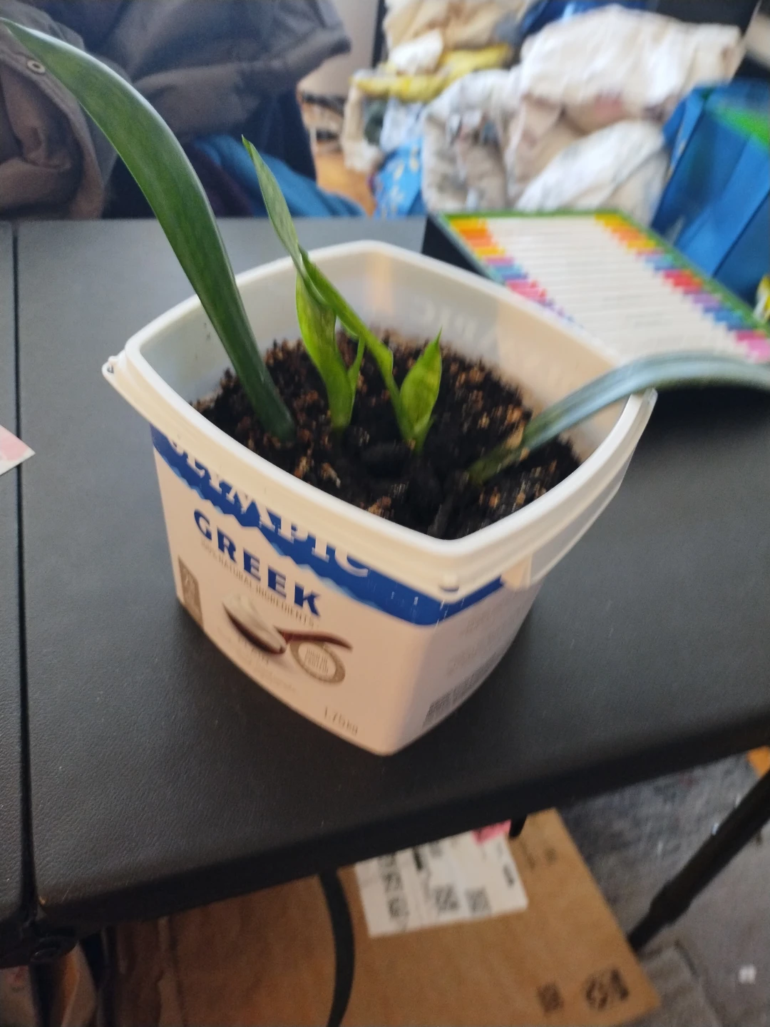 Snake Plant Babies in Greek Yogurt Container