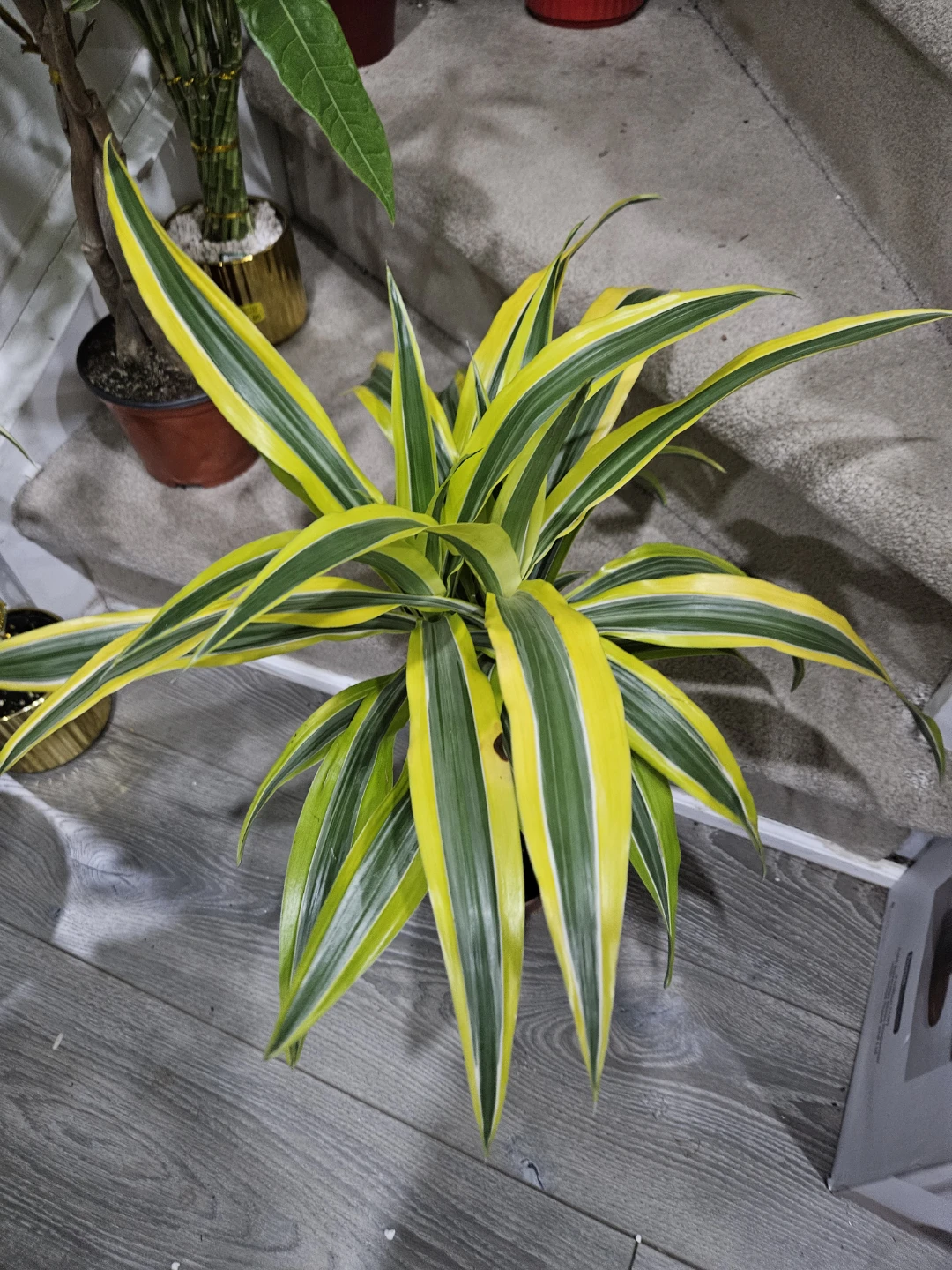 Dracaena Plant