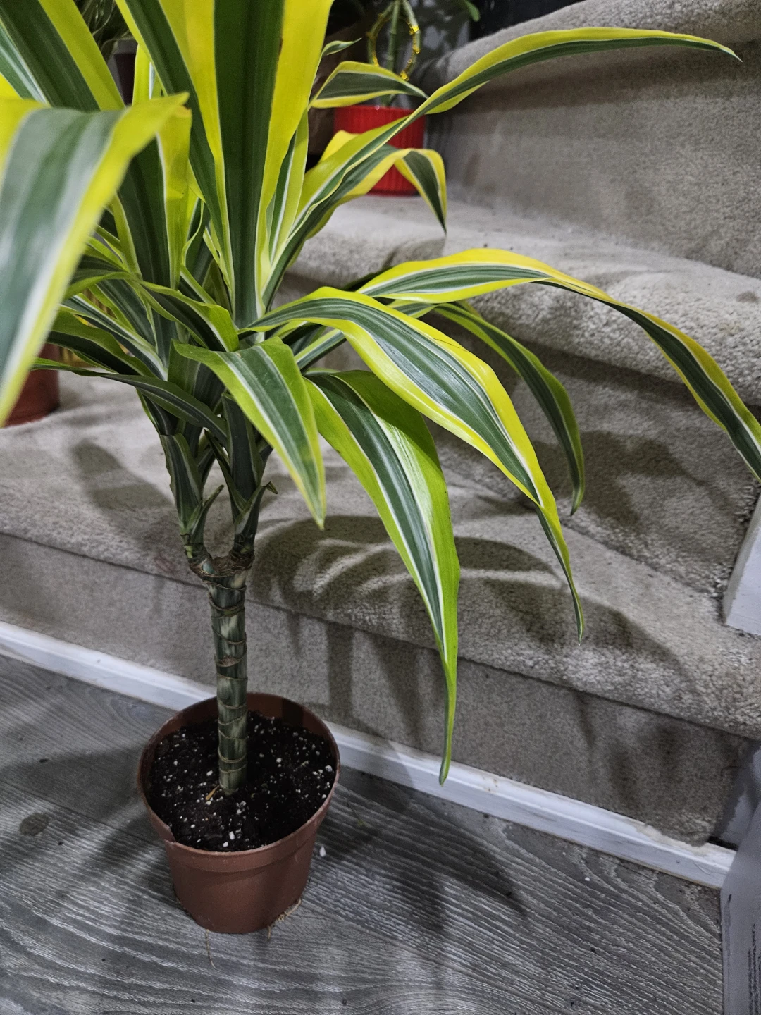 Dracaena Plant - photo 2