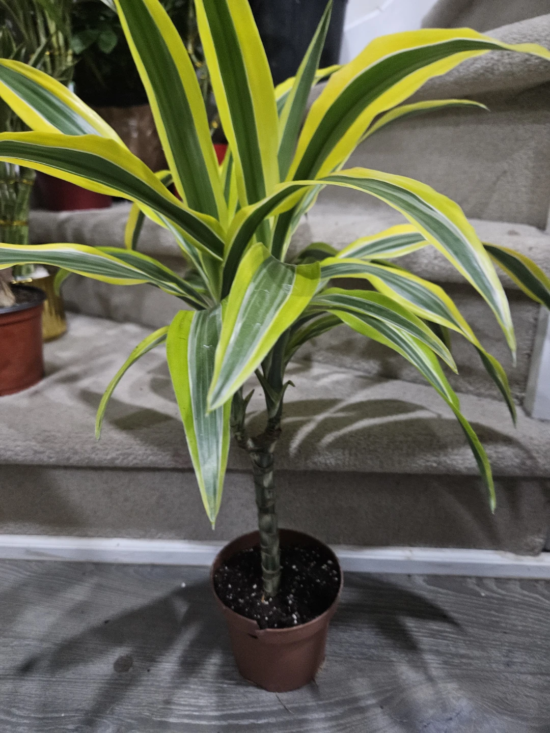 Dracaena Plant - photo 3