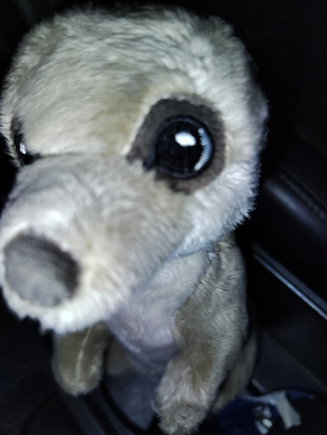 Meerkat