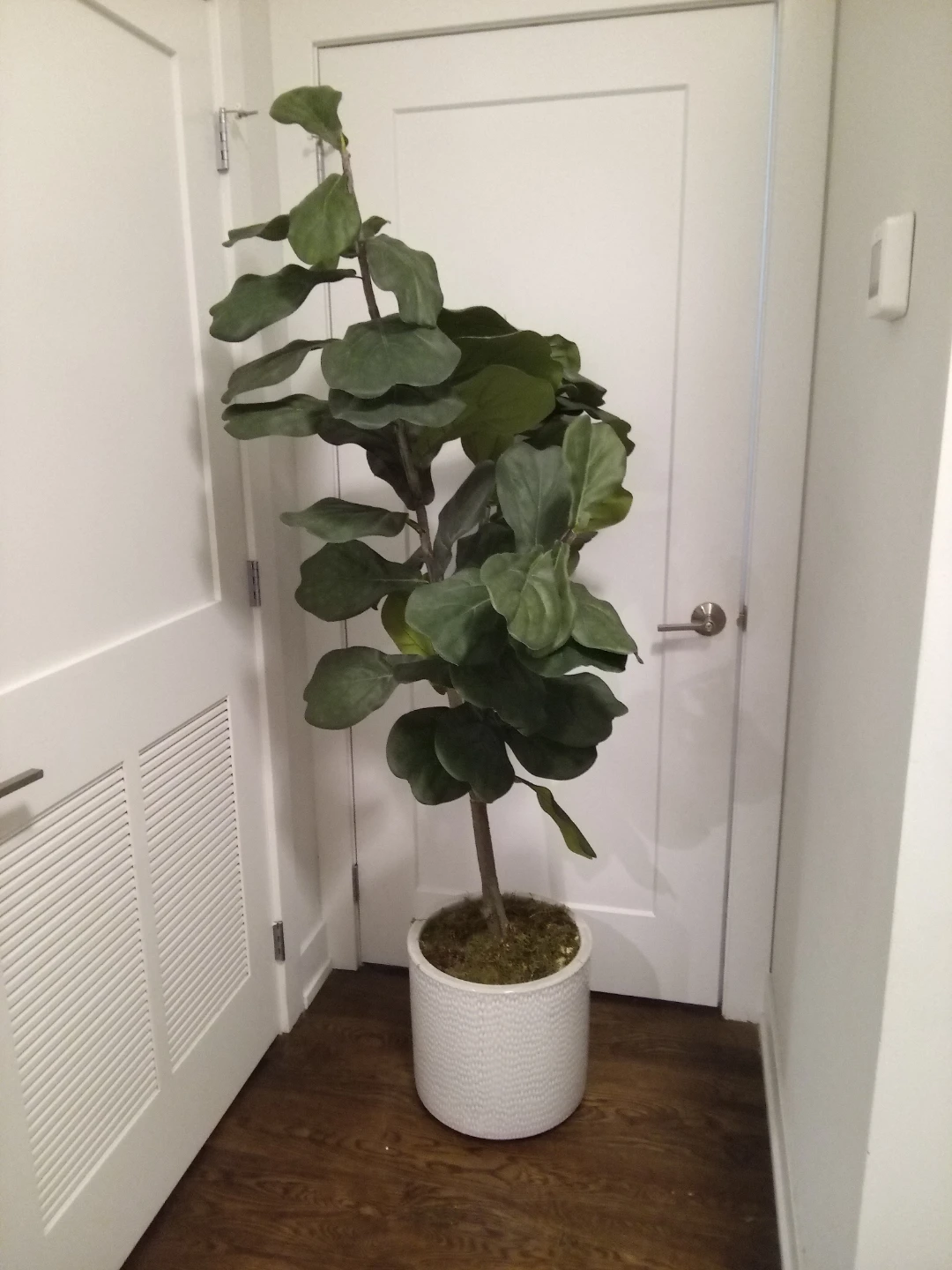 Fiddle Leaf Fig Artificial Plant 5'6" 🥕