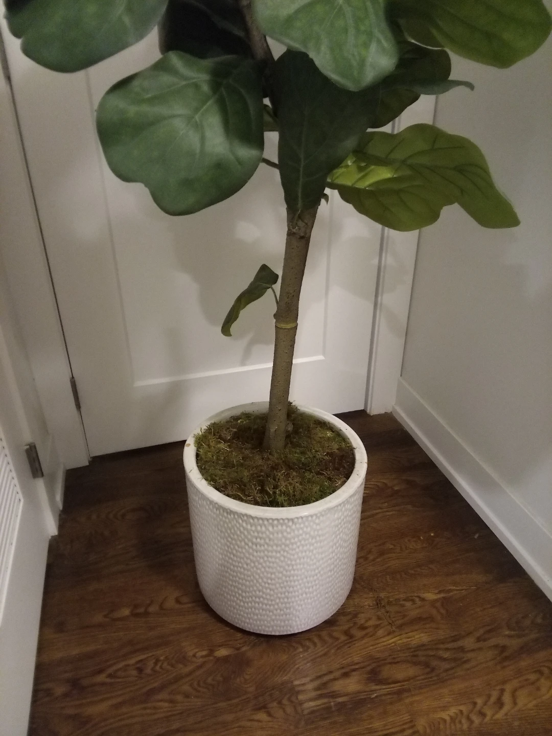 Fiddle Leaf Fig Artificial Plant 5'6" 🥕 - photo 3