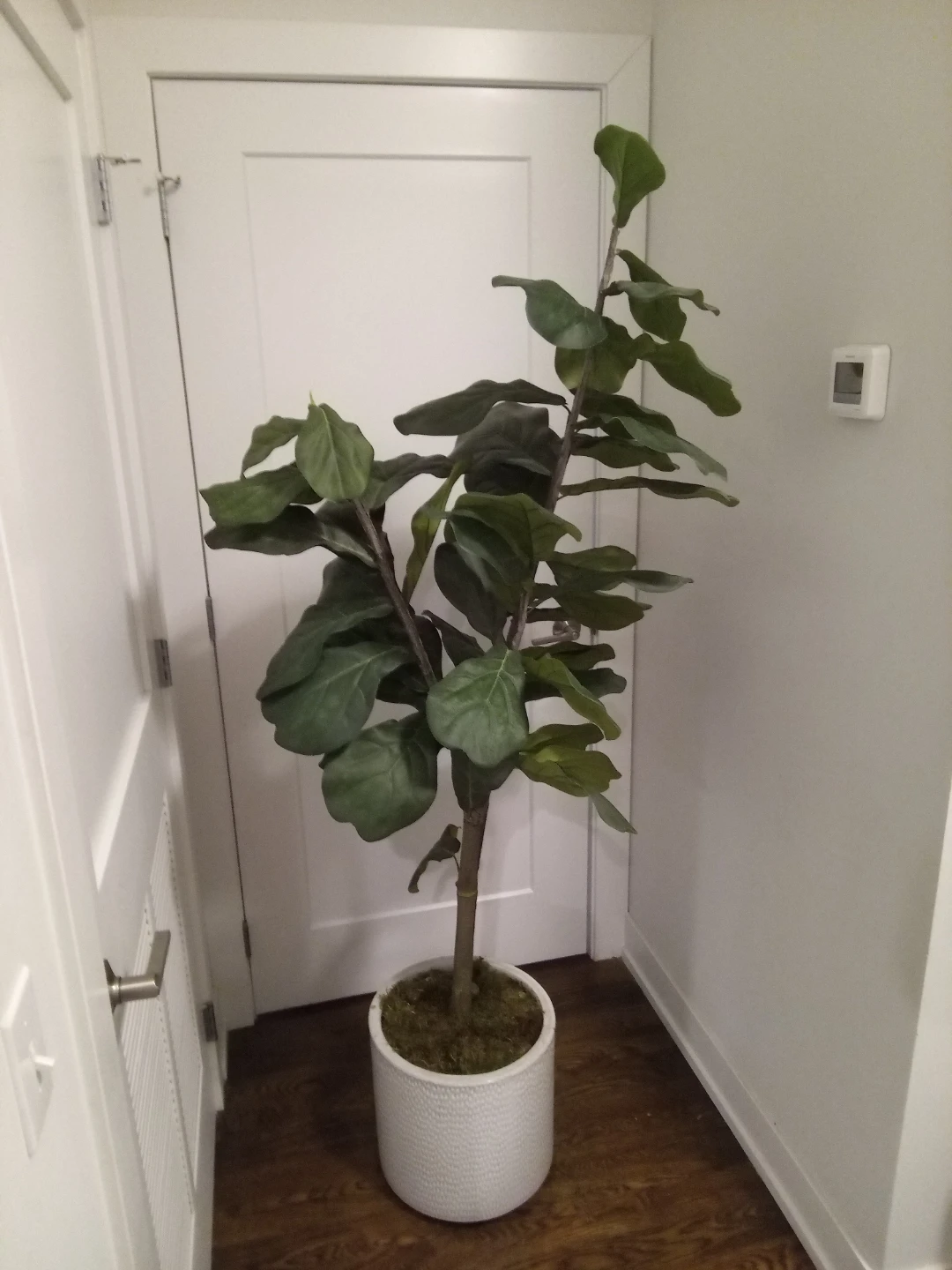 Fiddle Leaf Fig Artificial Plant 5'6" 🥕 - photo 2