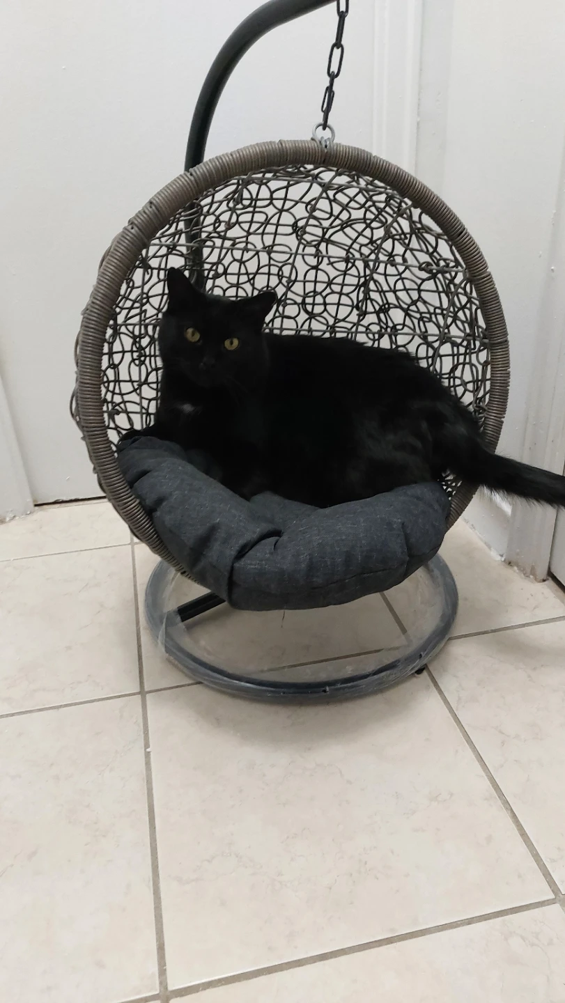 Hanging Cat/Small Dog Chair with Cushion
