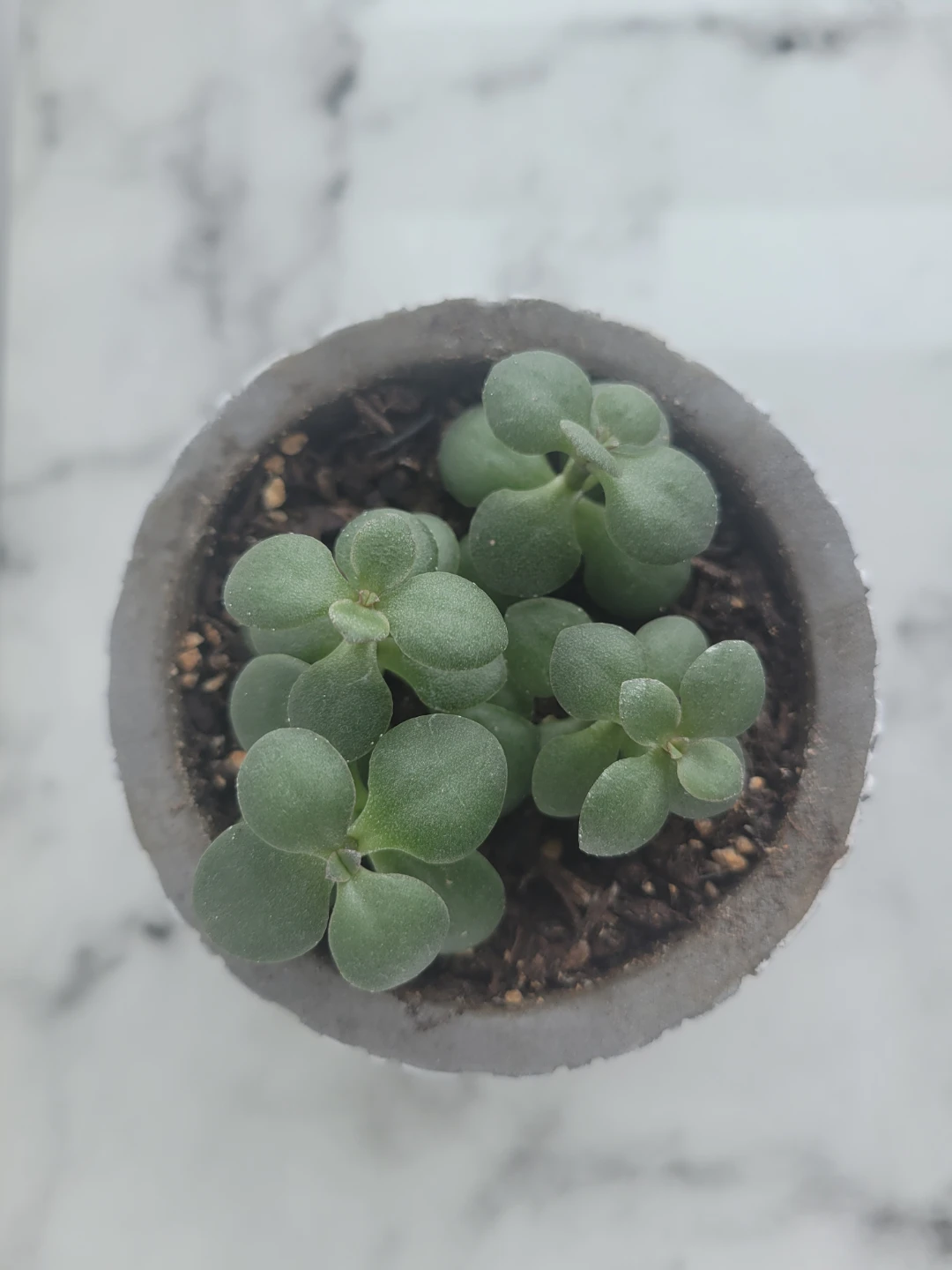 Succulent in Decorative Planter - photo 2