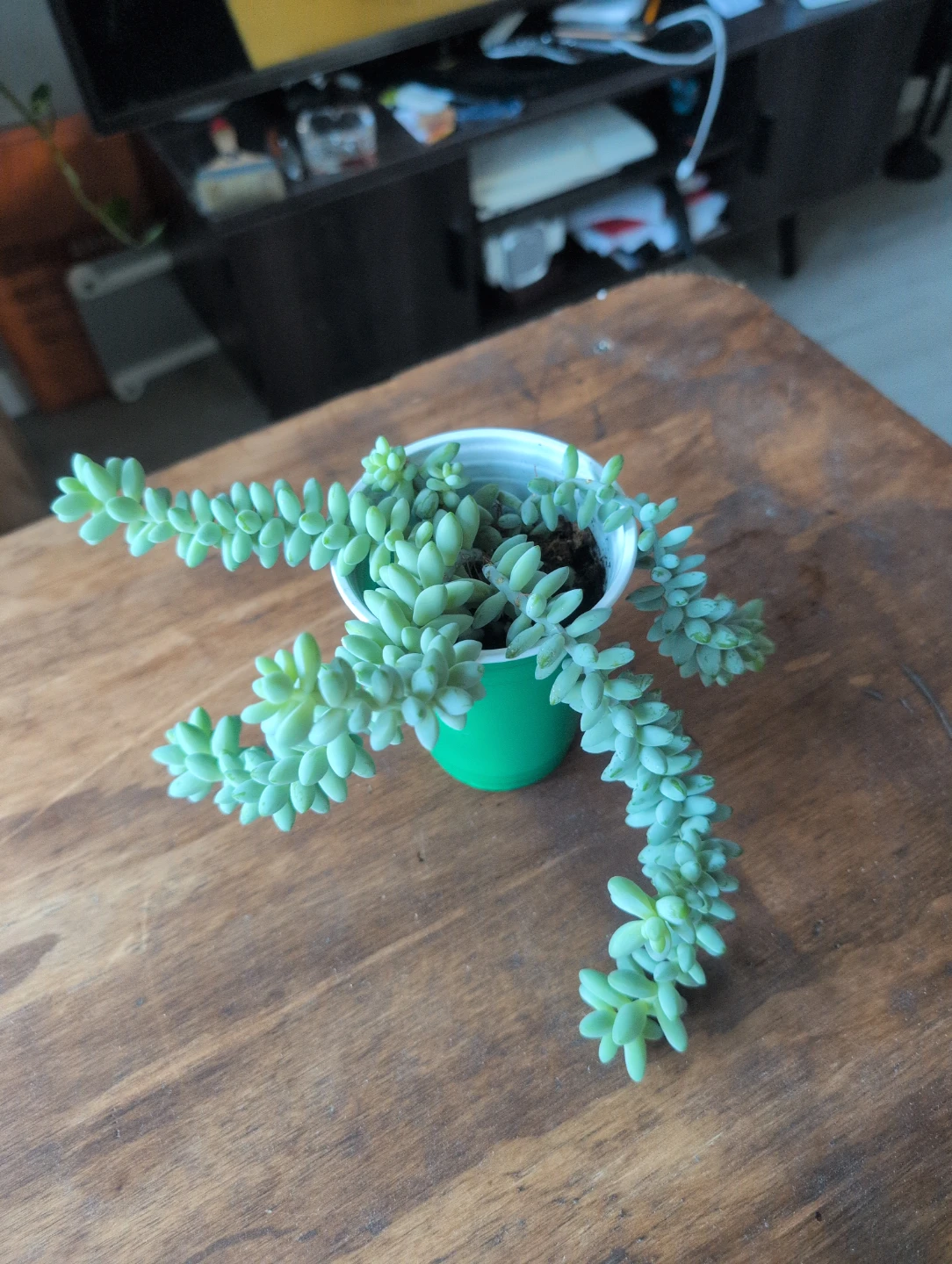 Burro's Tail Succulent Plant🥕