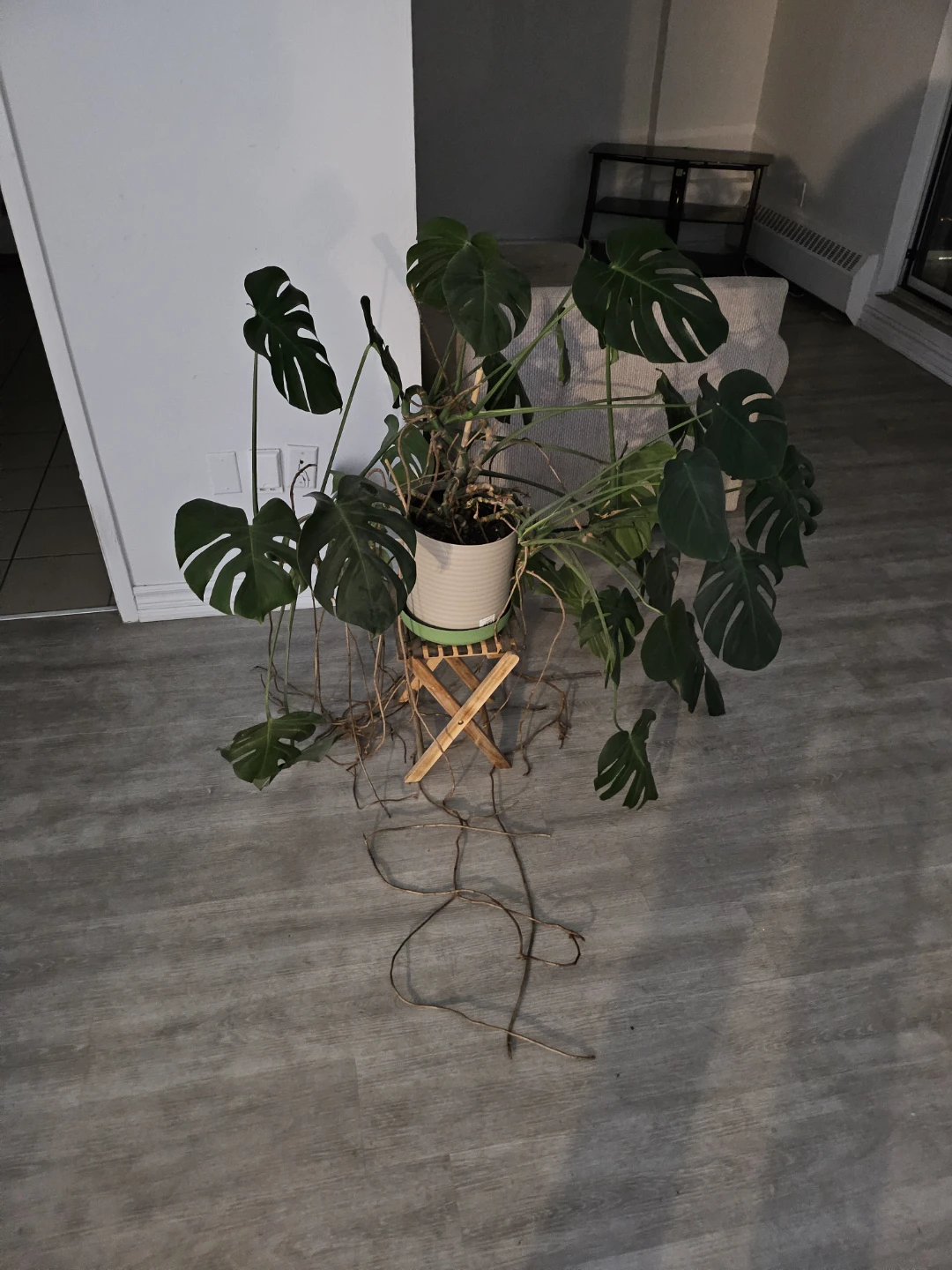 Monstera Deliciosa Plant