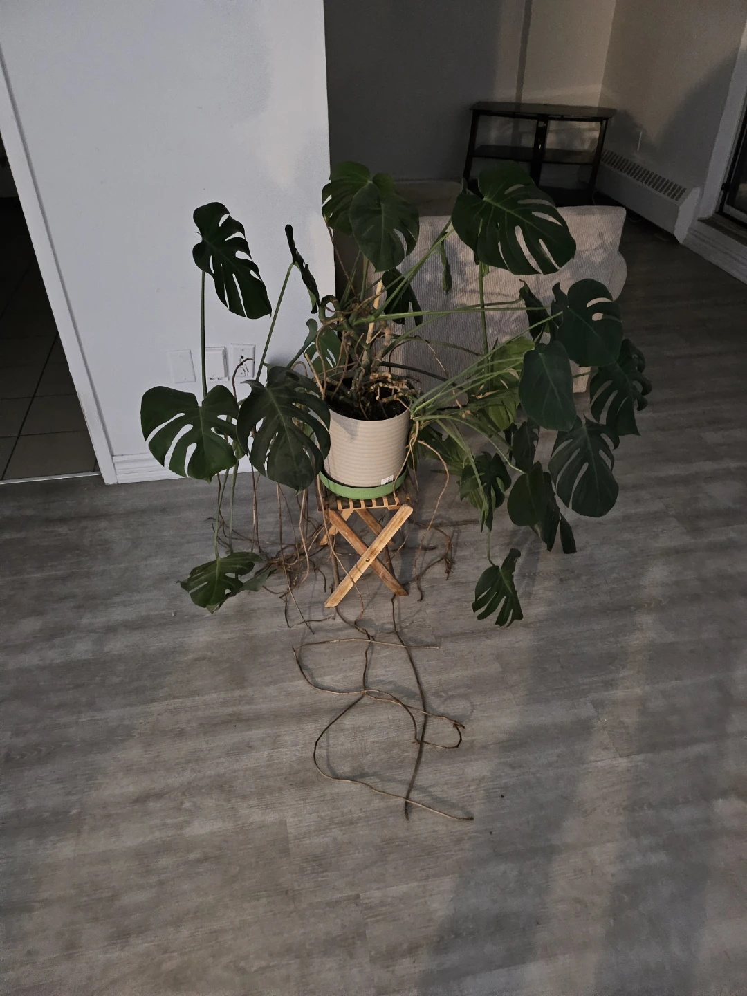 Monstera Deliciosa Plant - photo 2