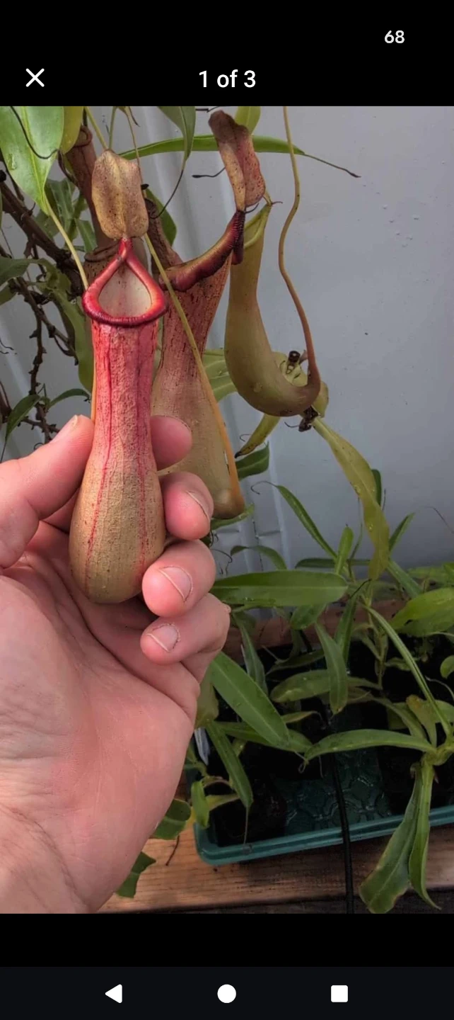 Carnivorous pitcher plants (Ventrata)