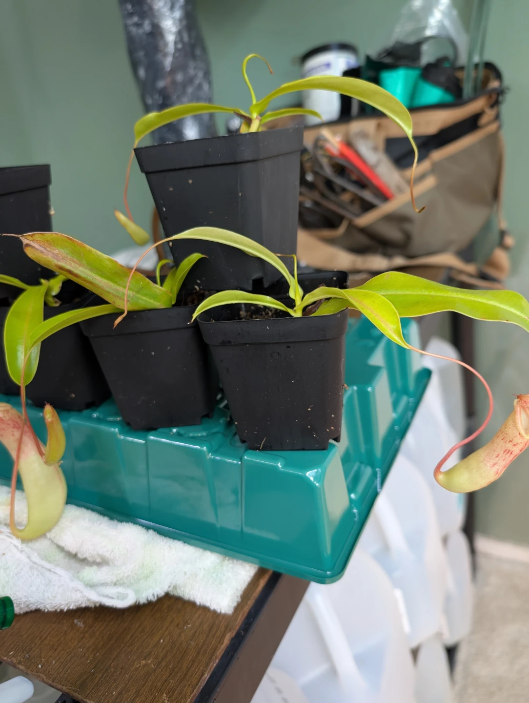 Carnivorous pitcher plants (Ventrata) - photo 4