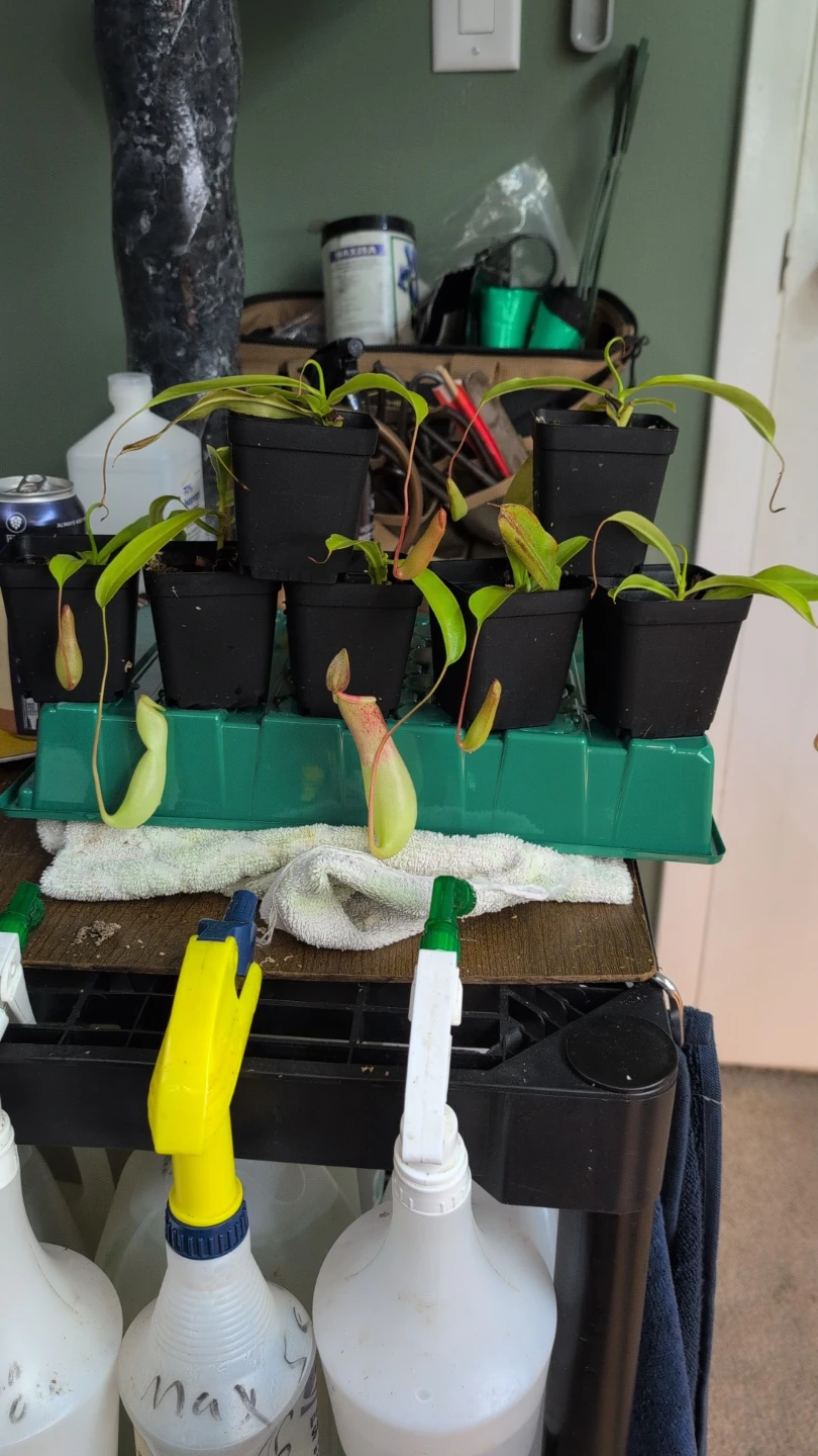 Carnivorous pitcher plants (Ventrata) - photo 5