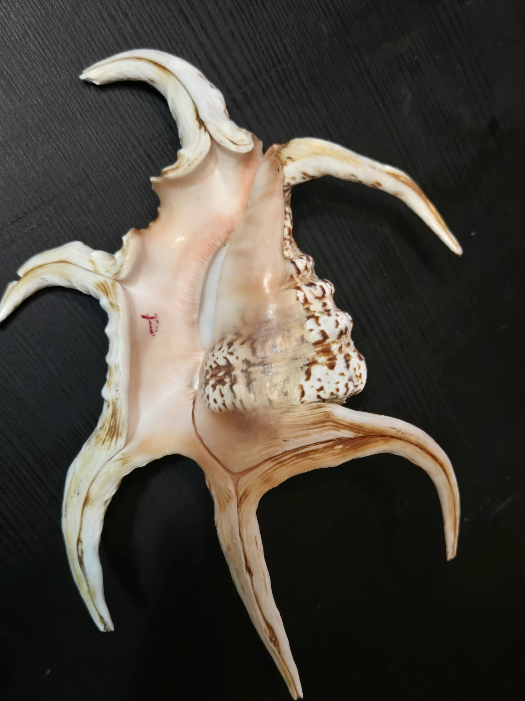 Seashell Decorations - photo 2